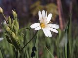 Stellaria holostea