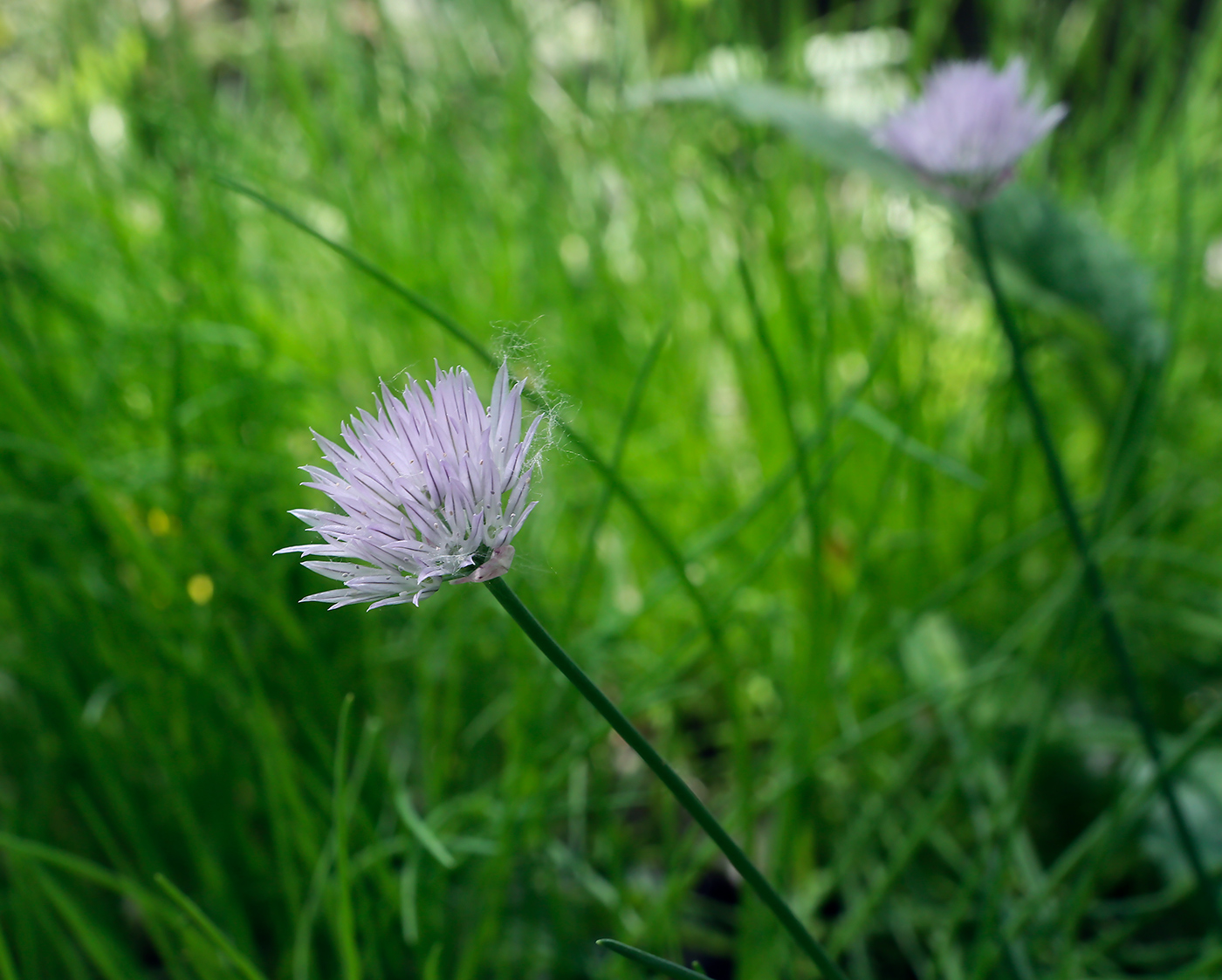 Image of Allium schoenoprasum specimen.