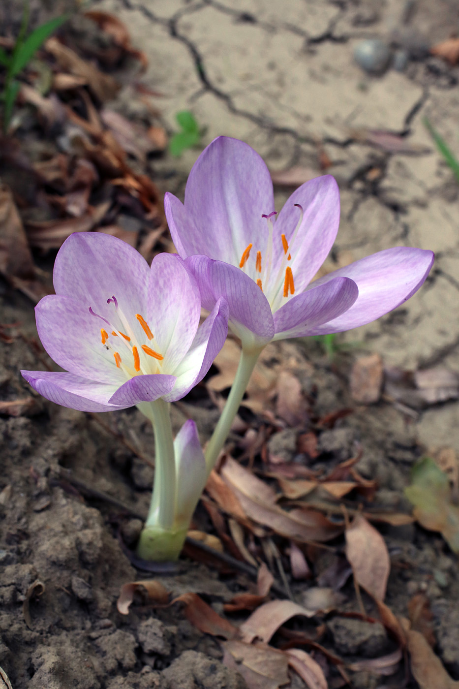 Изображение особи род Colchicum.