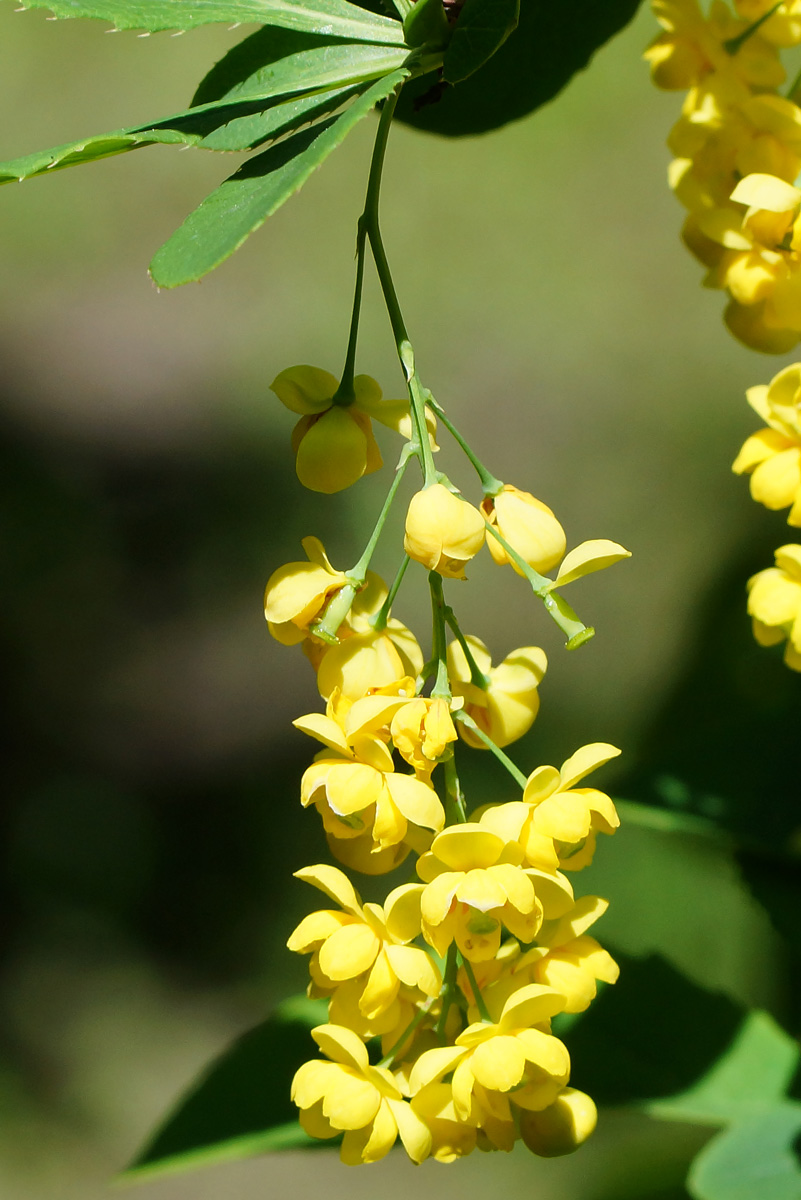 Изображение особи Berberis vulgaris.