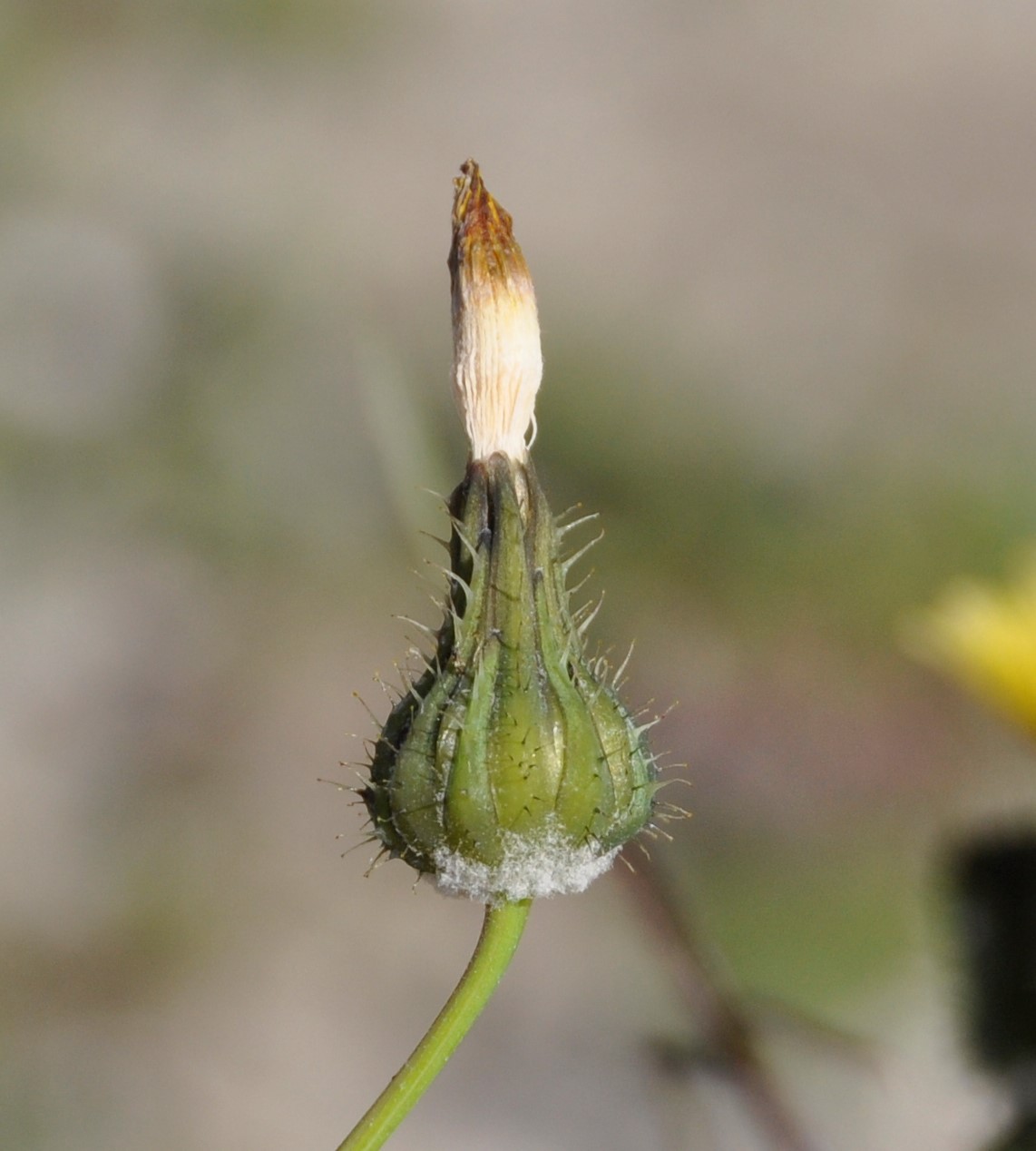 Image of Sonchus tenerrimus specimen.