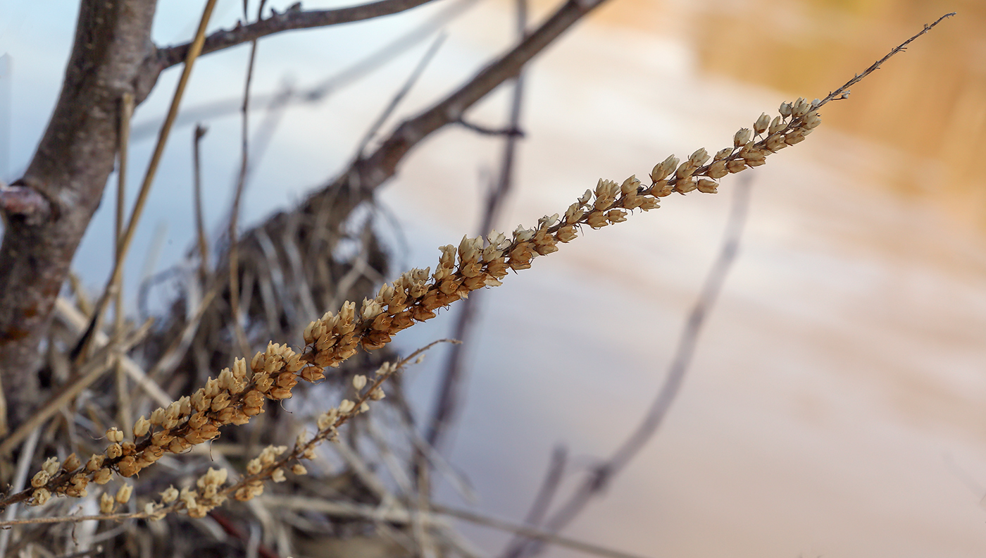 Image of Veronica longifolia specimen.