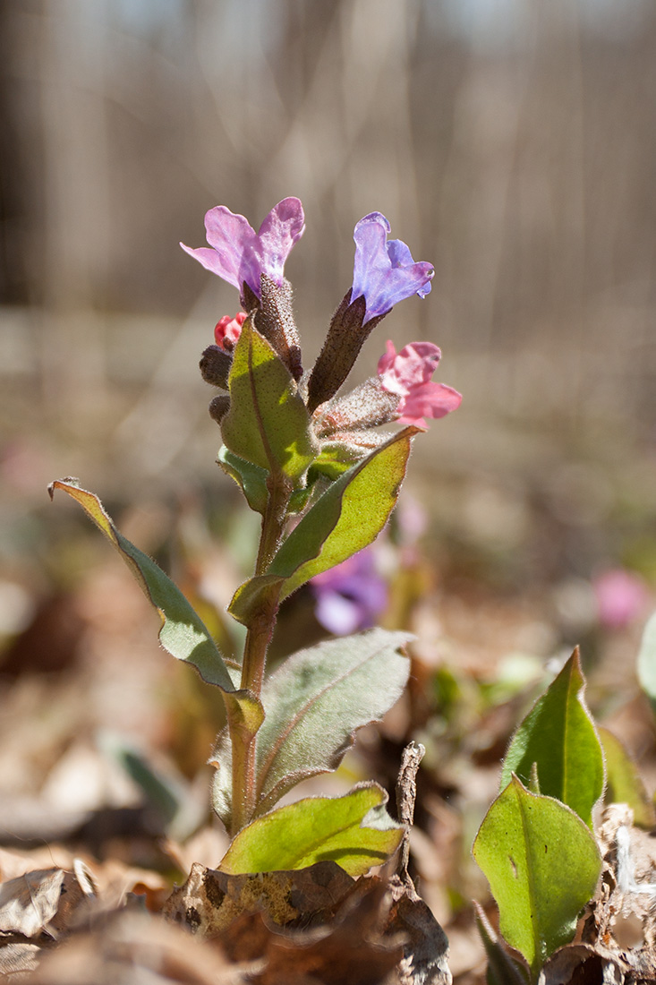 Изображение особи Pulmonaria obscura.