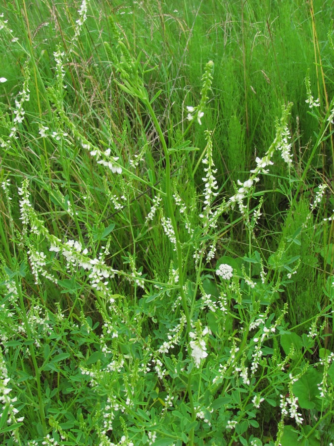 Image of Melilotus albus specimen.