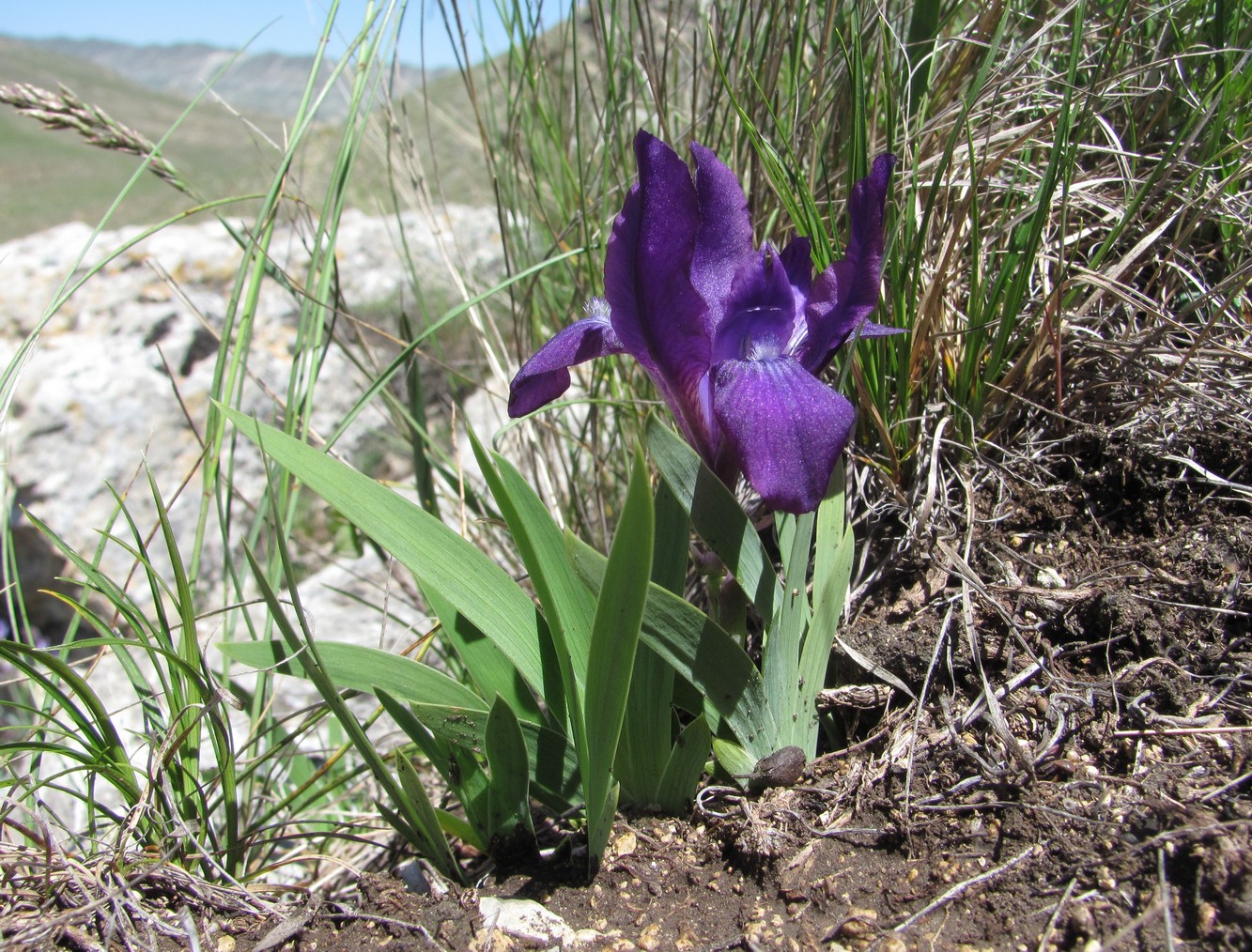 Image of genus Iris specimen.