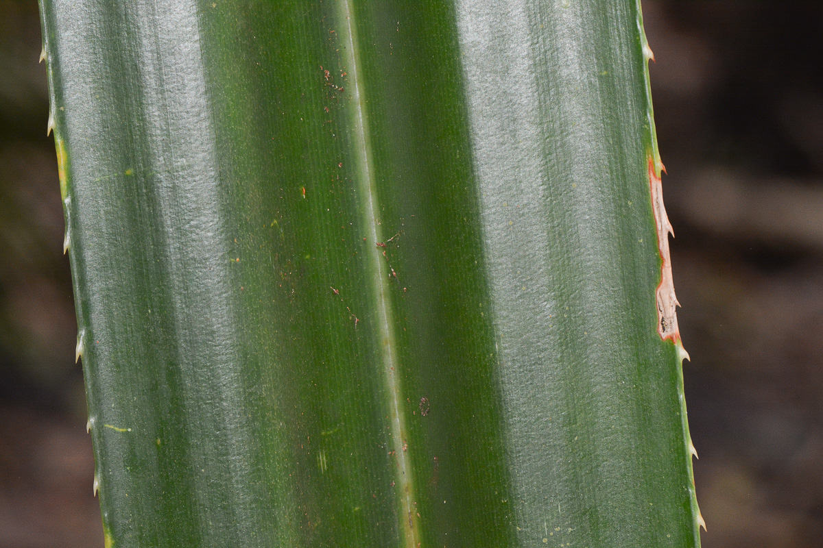 Image of Pandanus rabaiensis specimen.