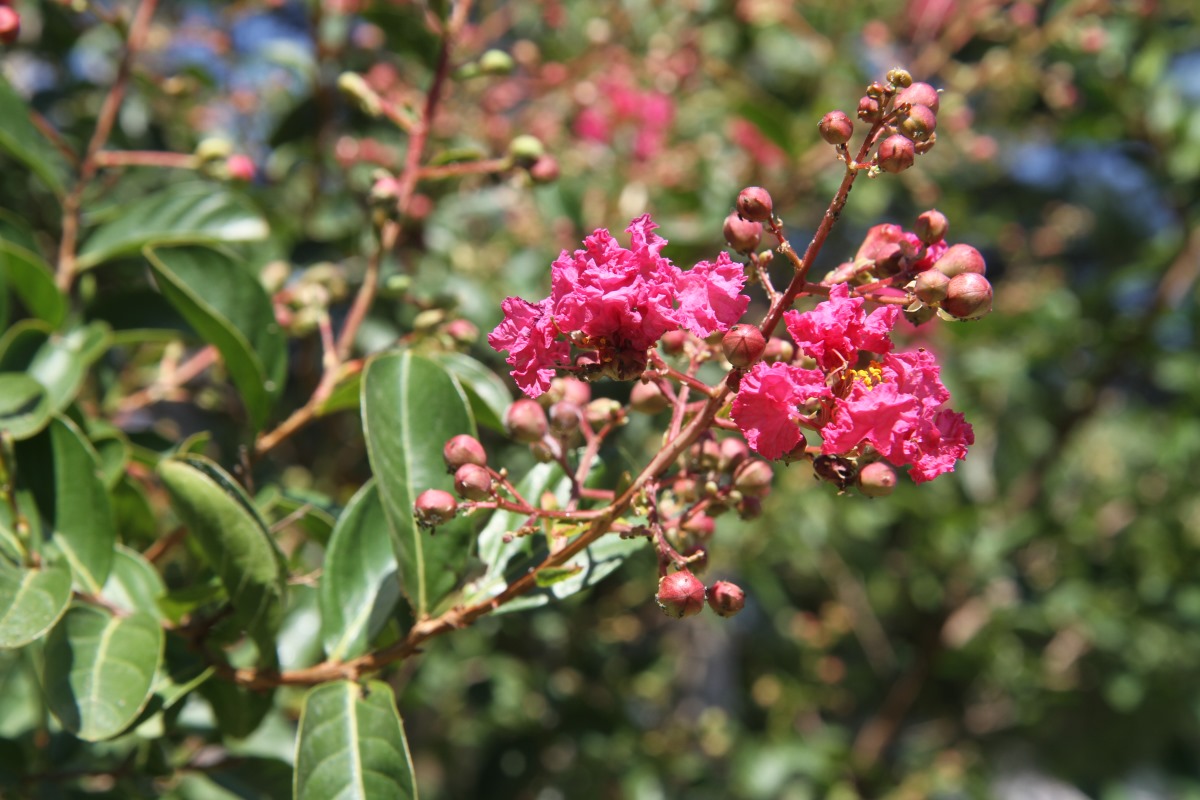 Image of Lagerstroemia indica specimen.