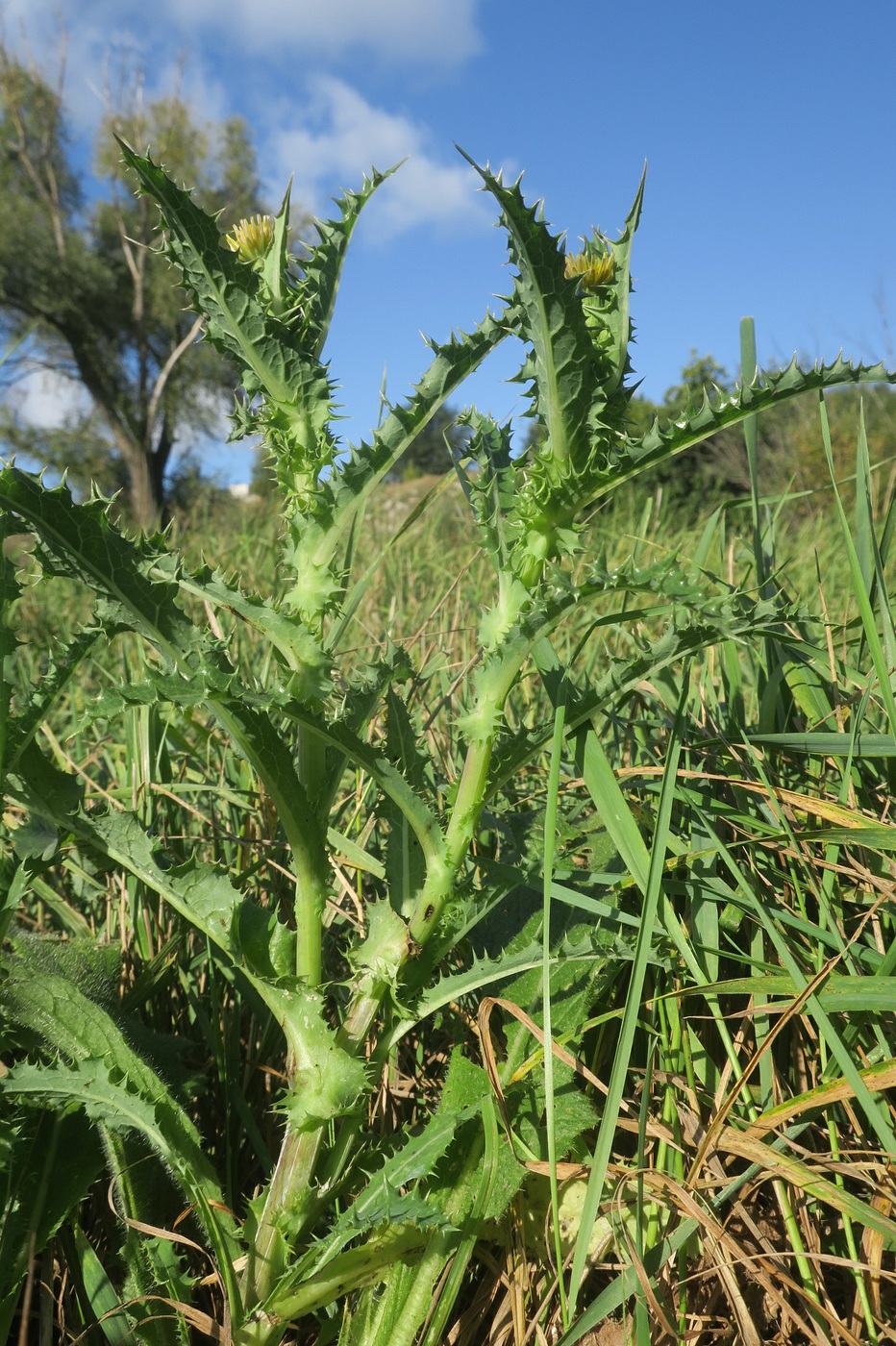 Изображение особи Sonchus asper.