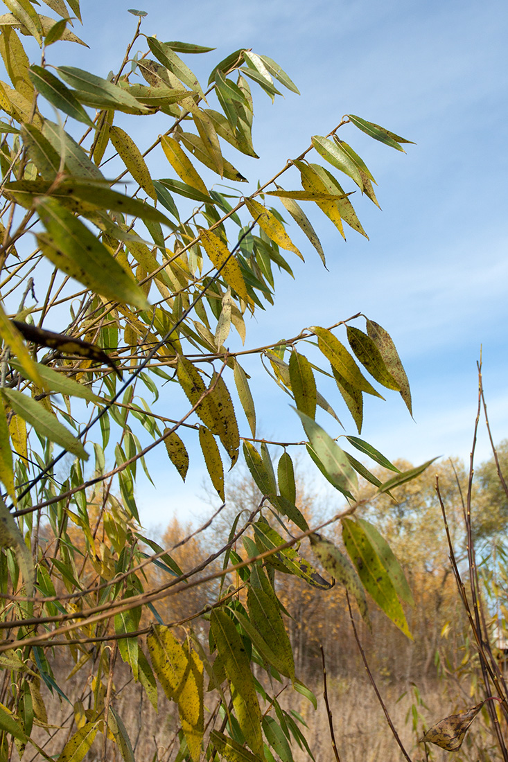 Изображение особи Salix euxina.