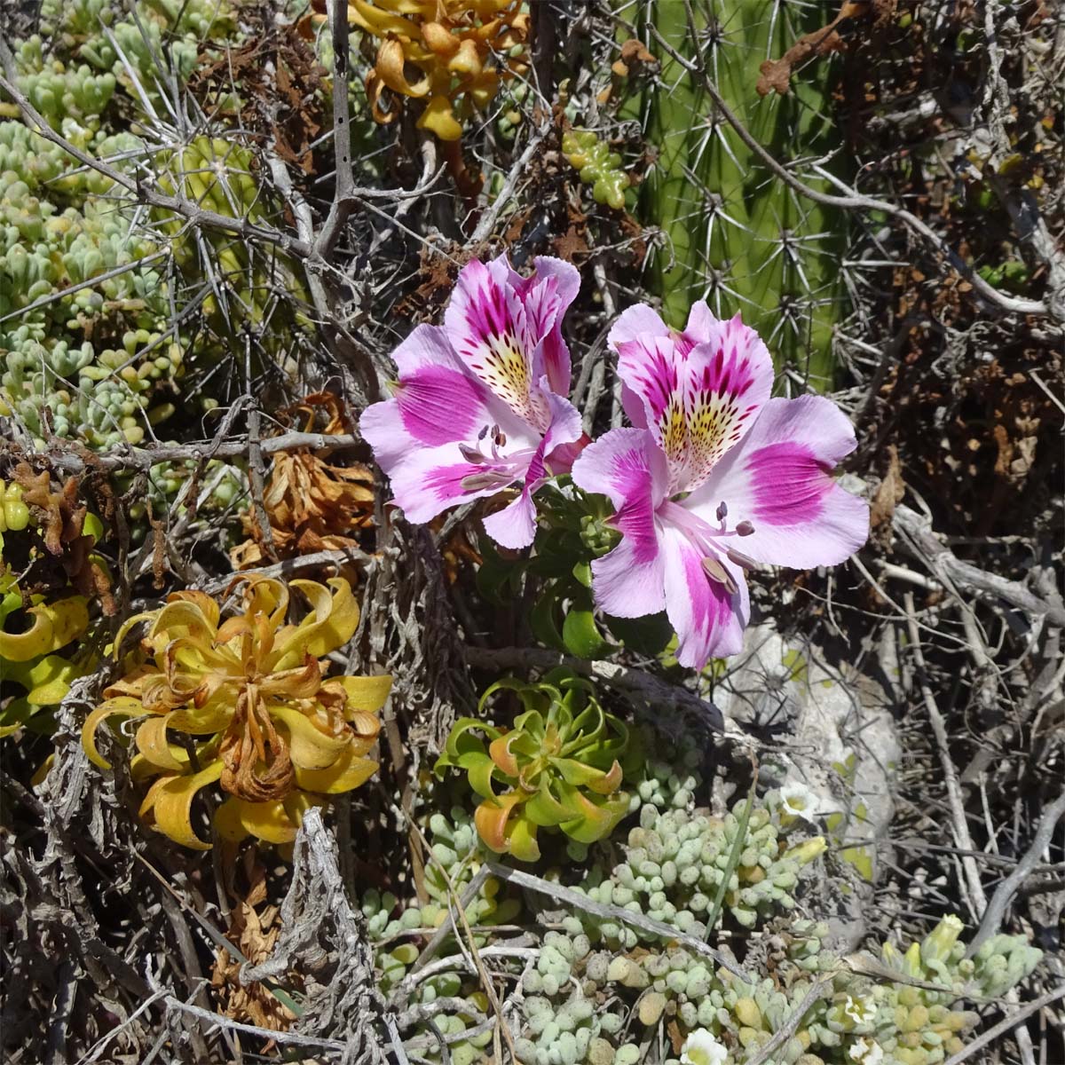 Изображение особи Alstroemeria caryophyllaea.