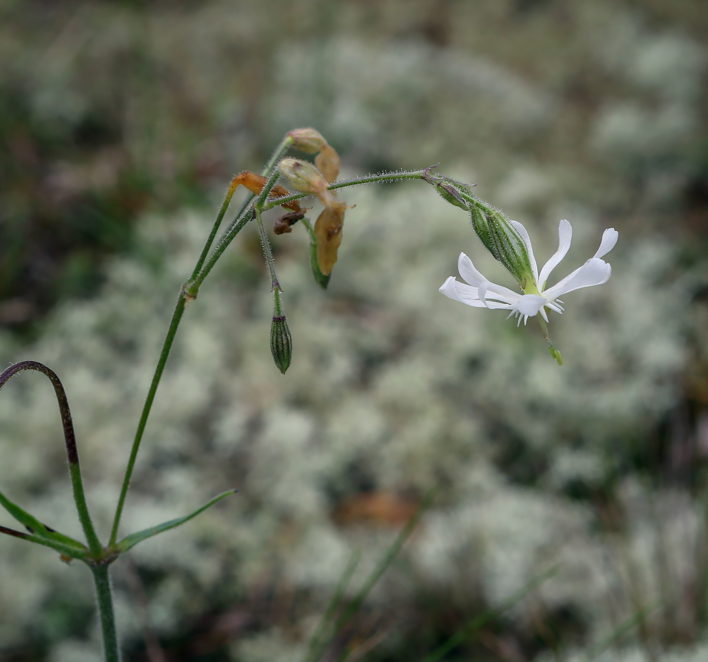 Изображение особи Silene nutans.