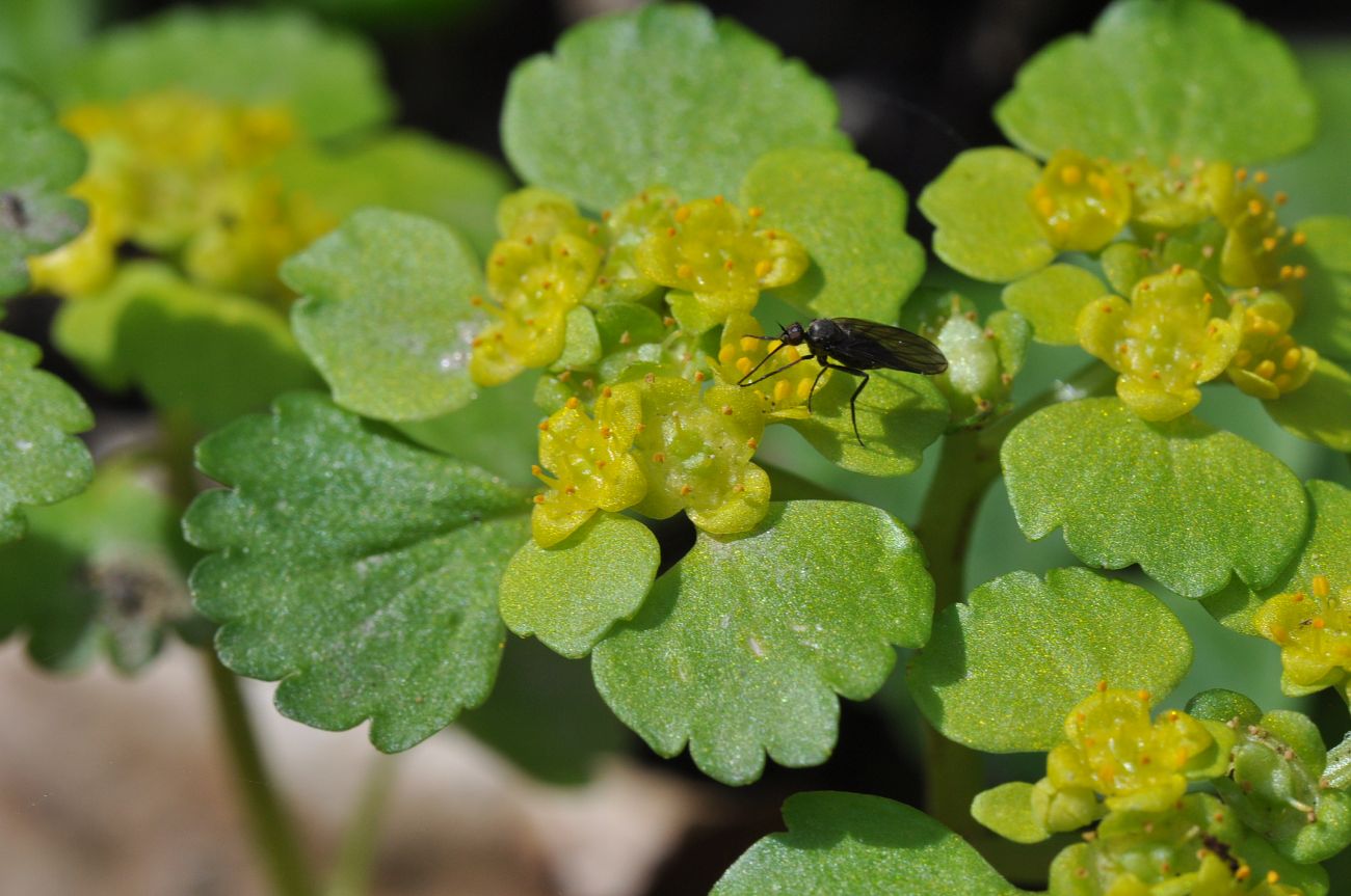 Изображение особи Chrysosplenium alternifolium.