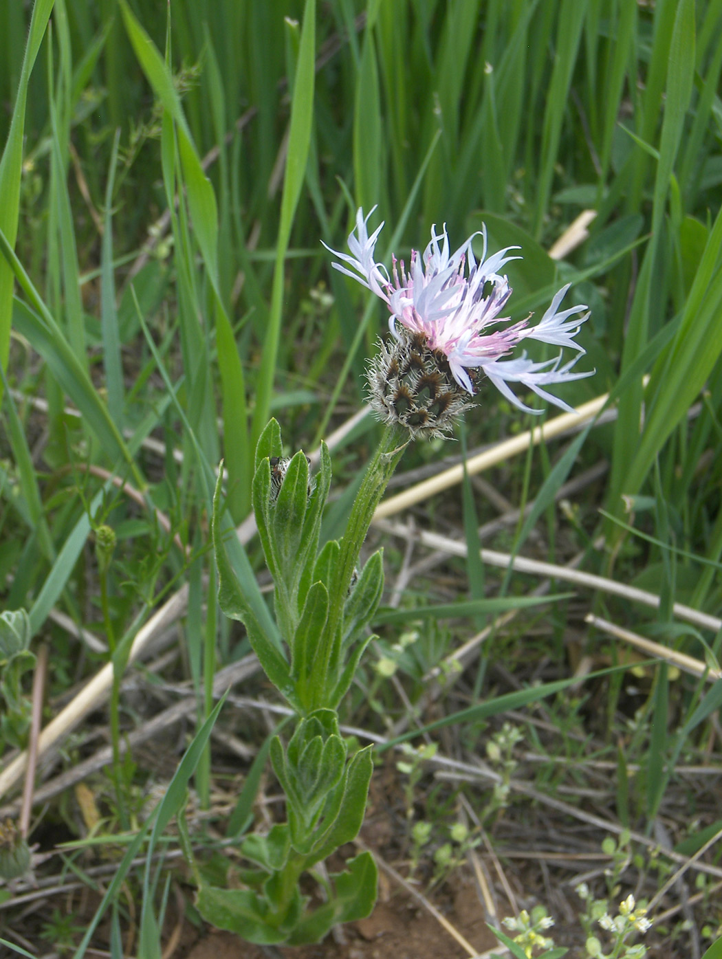 Image of Centaurea triumfettii specimen.