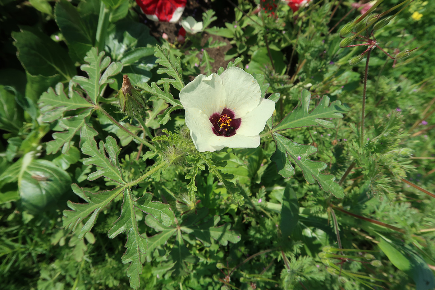 Изображение особи Hibiscus trionum.