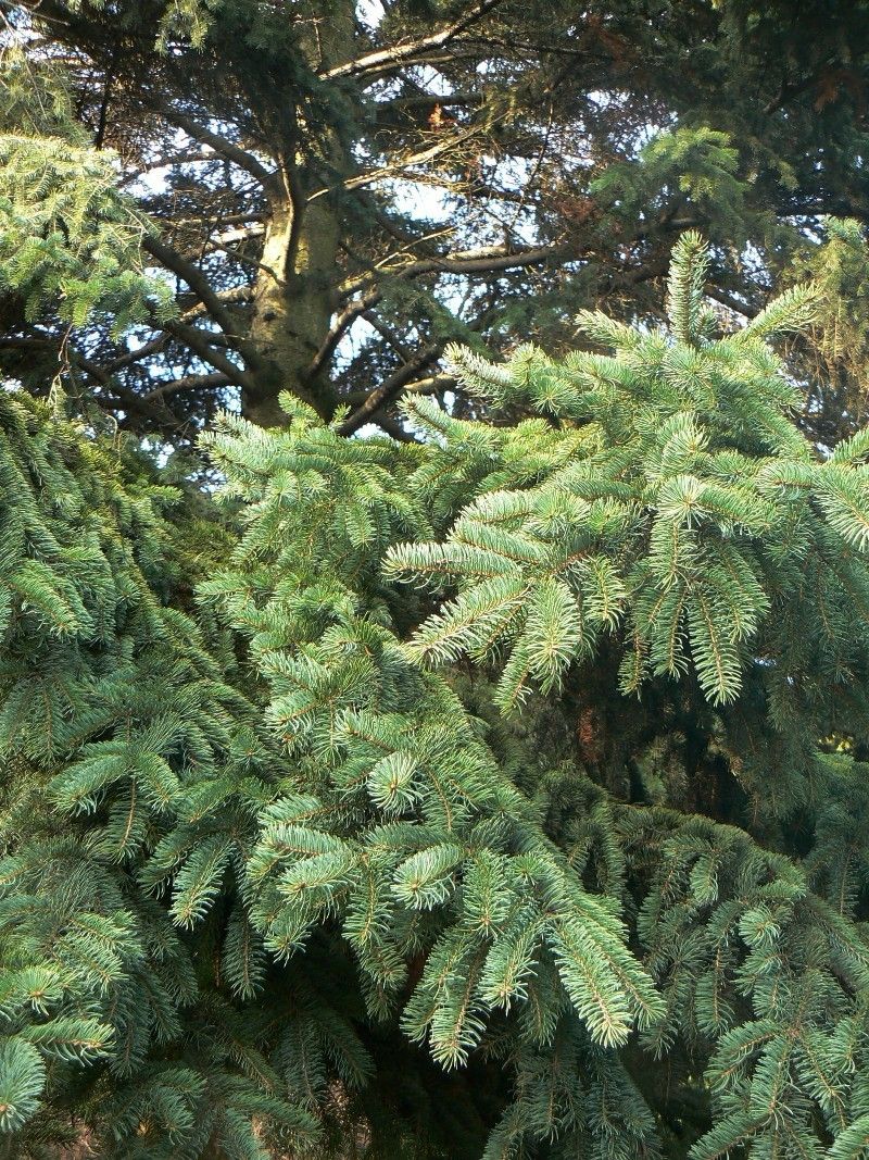 Image of Picea glauca specimen.