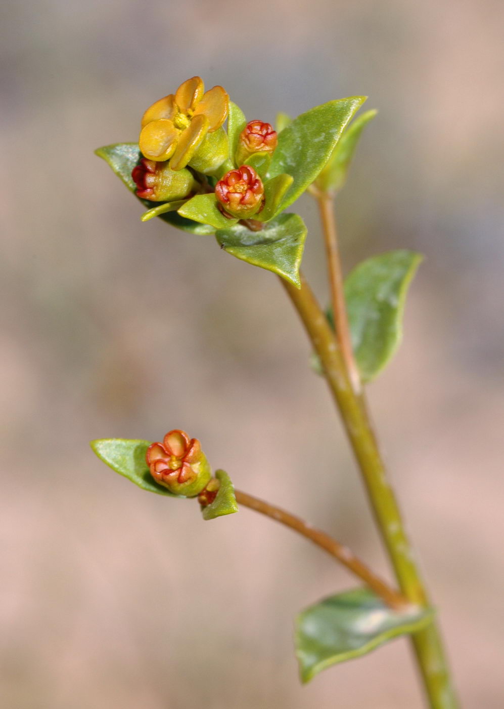 Изображение особи Euphorbia sclerocyathium.