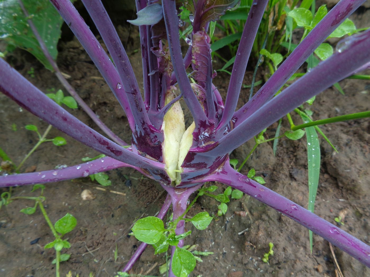 Изображение особи Brassica oleracea var. gongylodes.