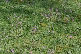 genus Oxalis. Цветущие растения. Перу, г. Лима, ботанический сад Национального Аграрного университета. 07.10.2019.