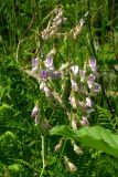 Vicia sylvatica