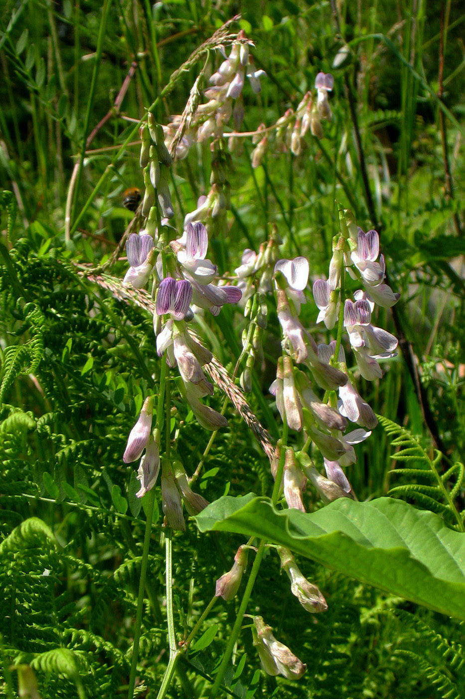 Image of Vicia sylvatica specimen.