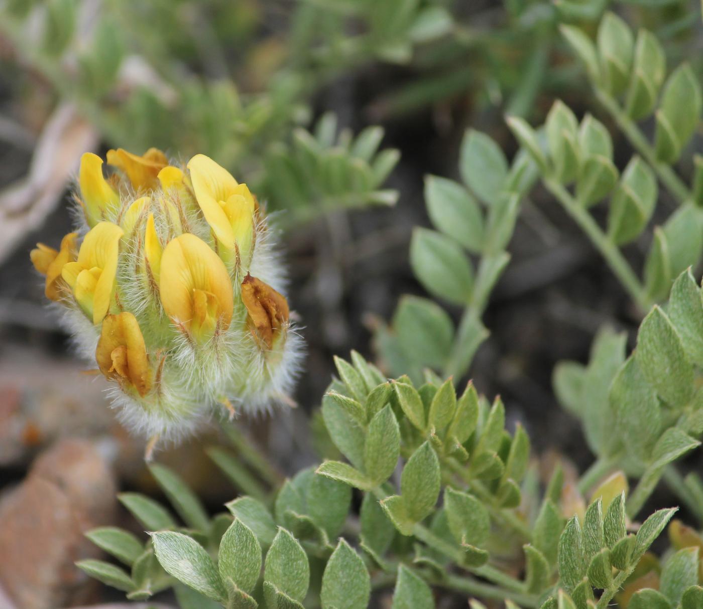 Image of Astragalus aschuturi specimen.