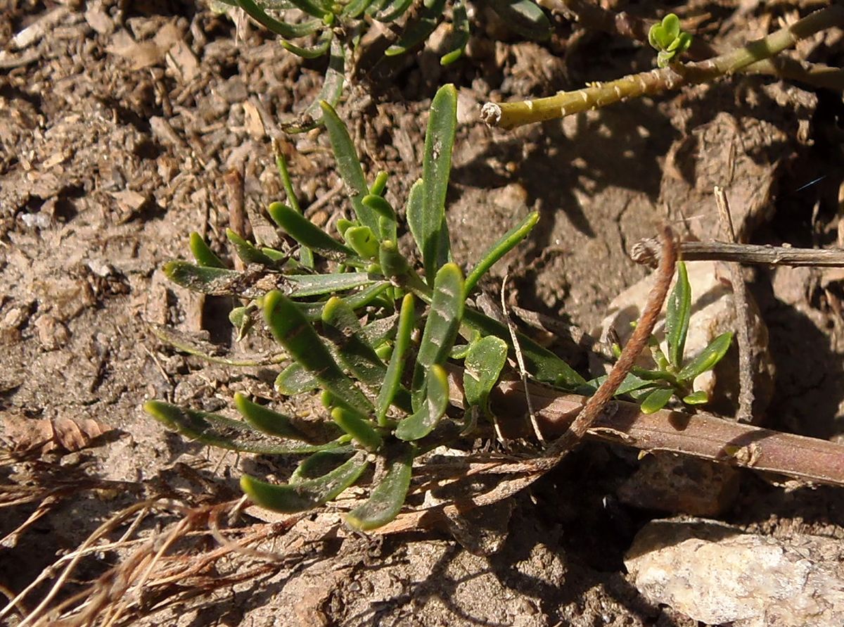 Image of Iberis sempervirens specimen.