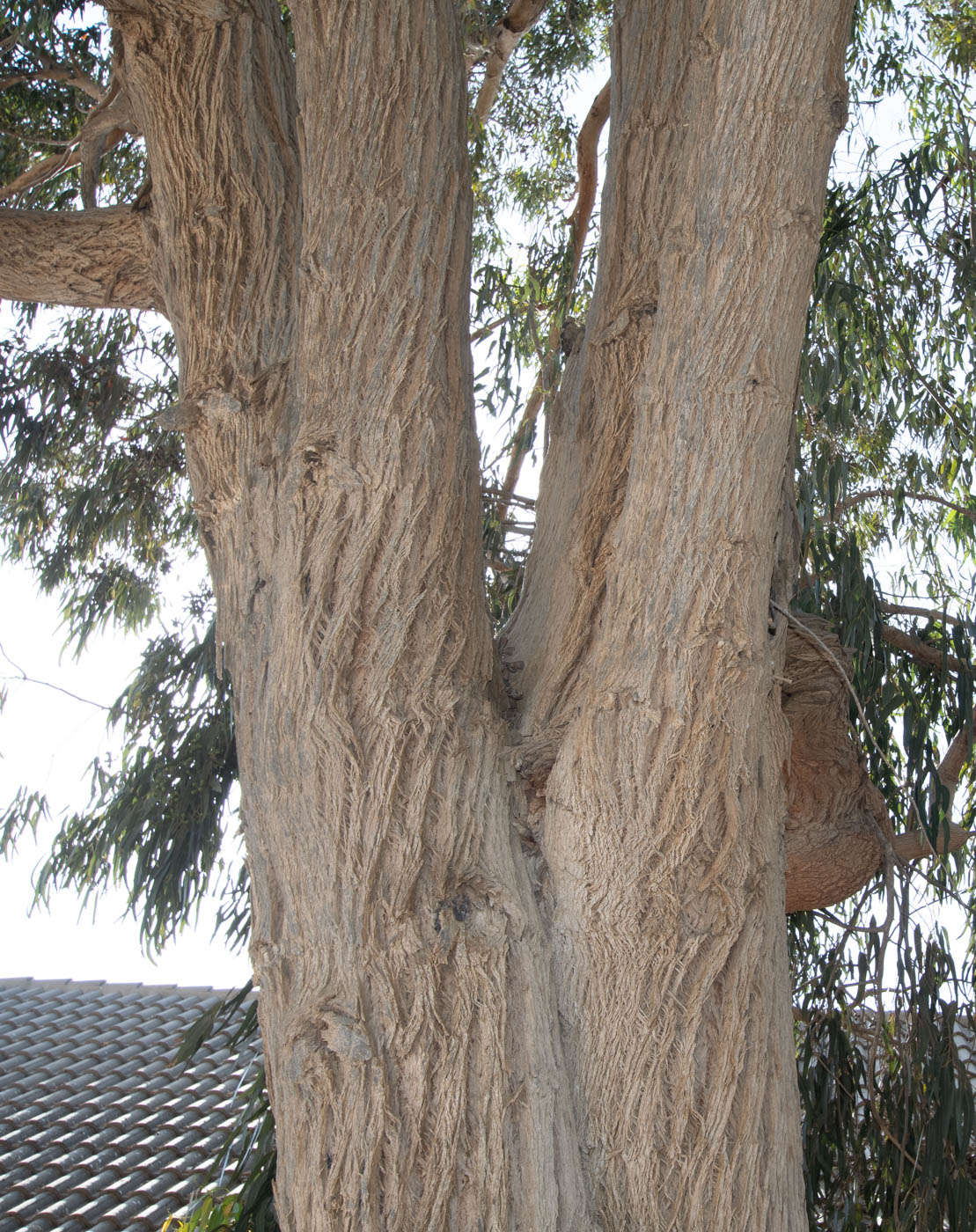 Image of genus Eucalyptus specimen.