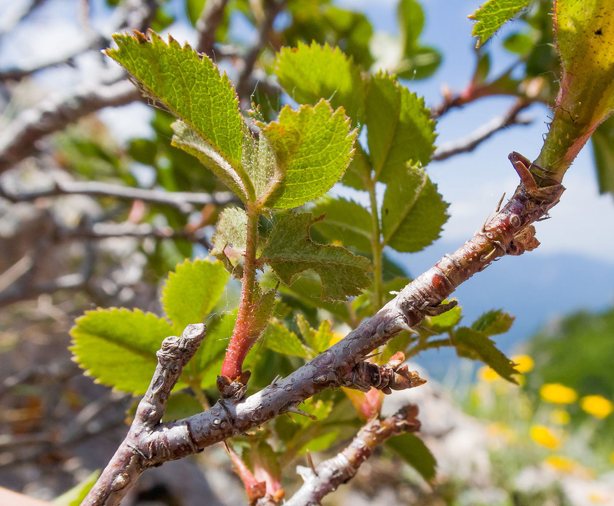 Image of genus Rosa specimen.