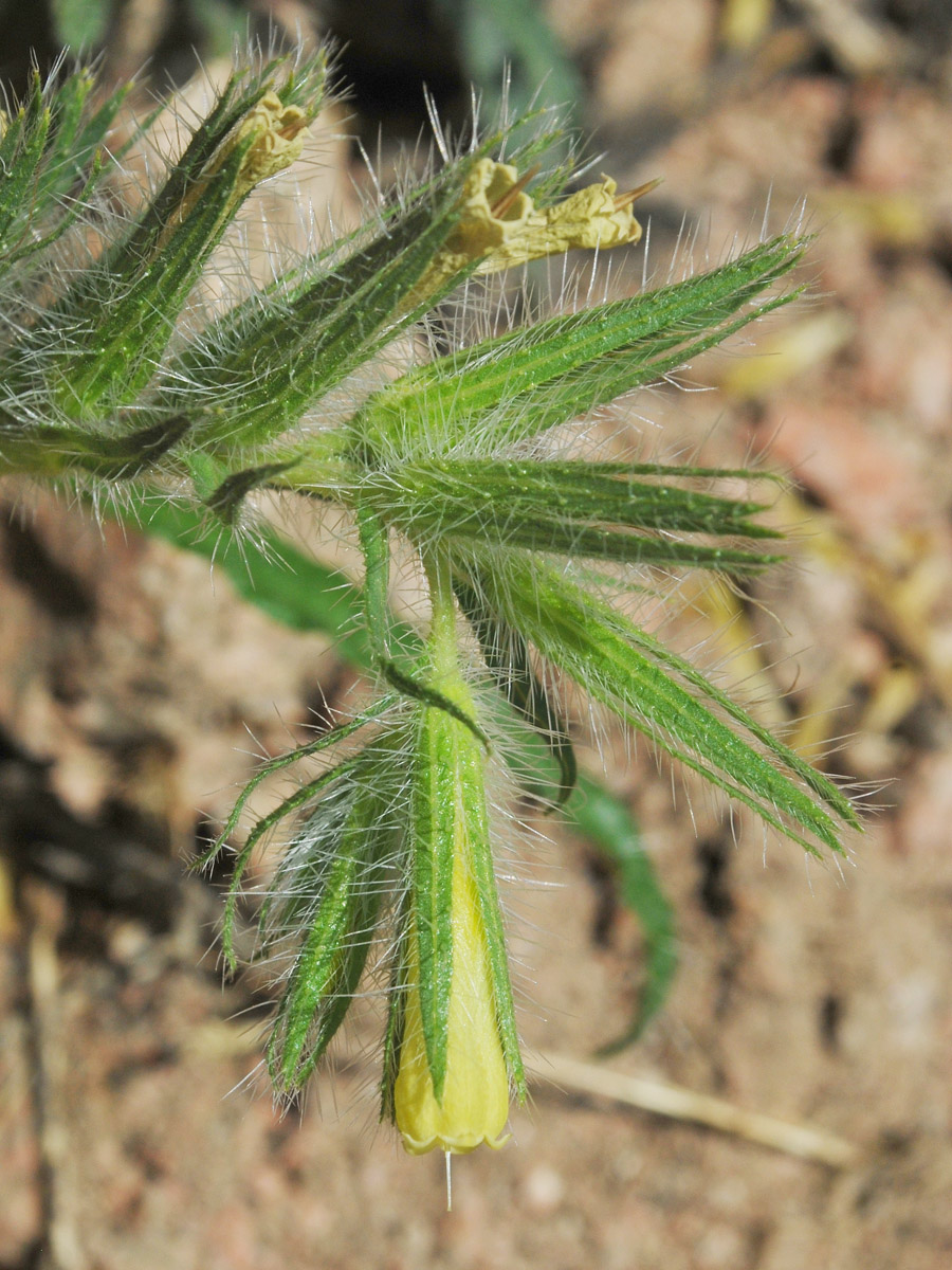 Image of Onosma irritans specimen.