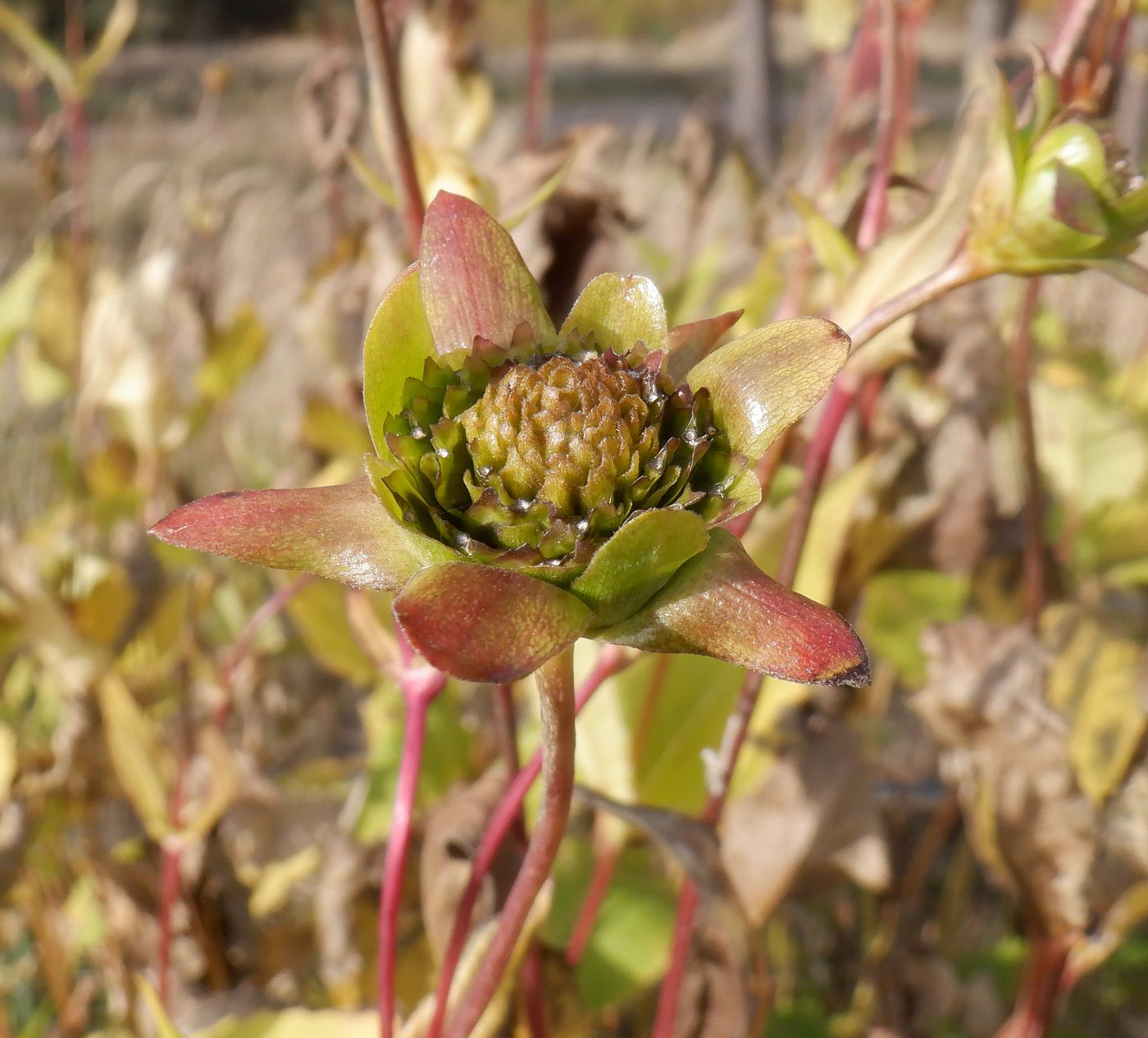 Изображение особи Silphium perfoliatum.