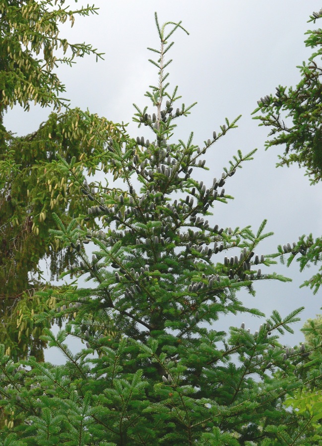 Image of Abies balsamea specimen.