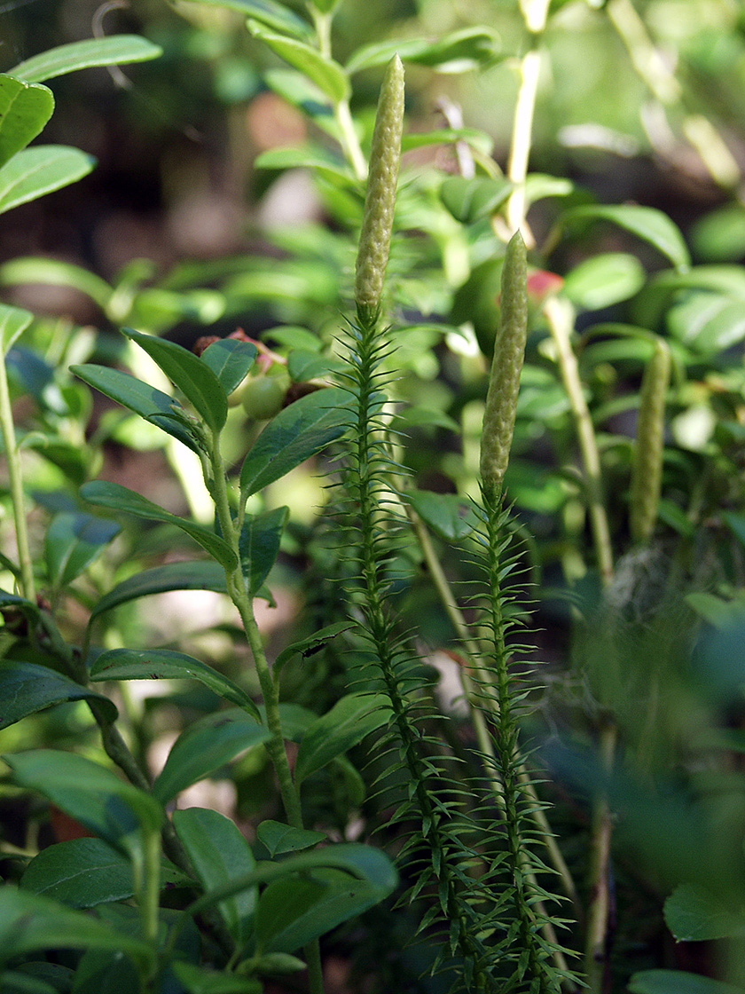 Image of Lycopodium annotinum specimen.