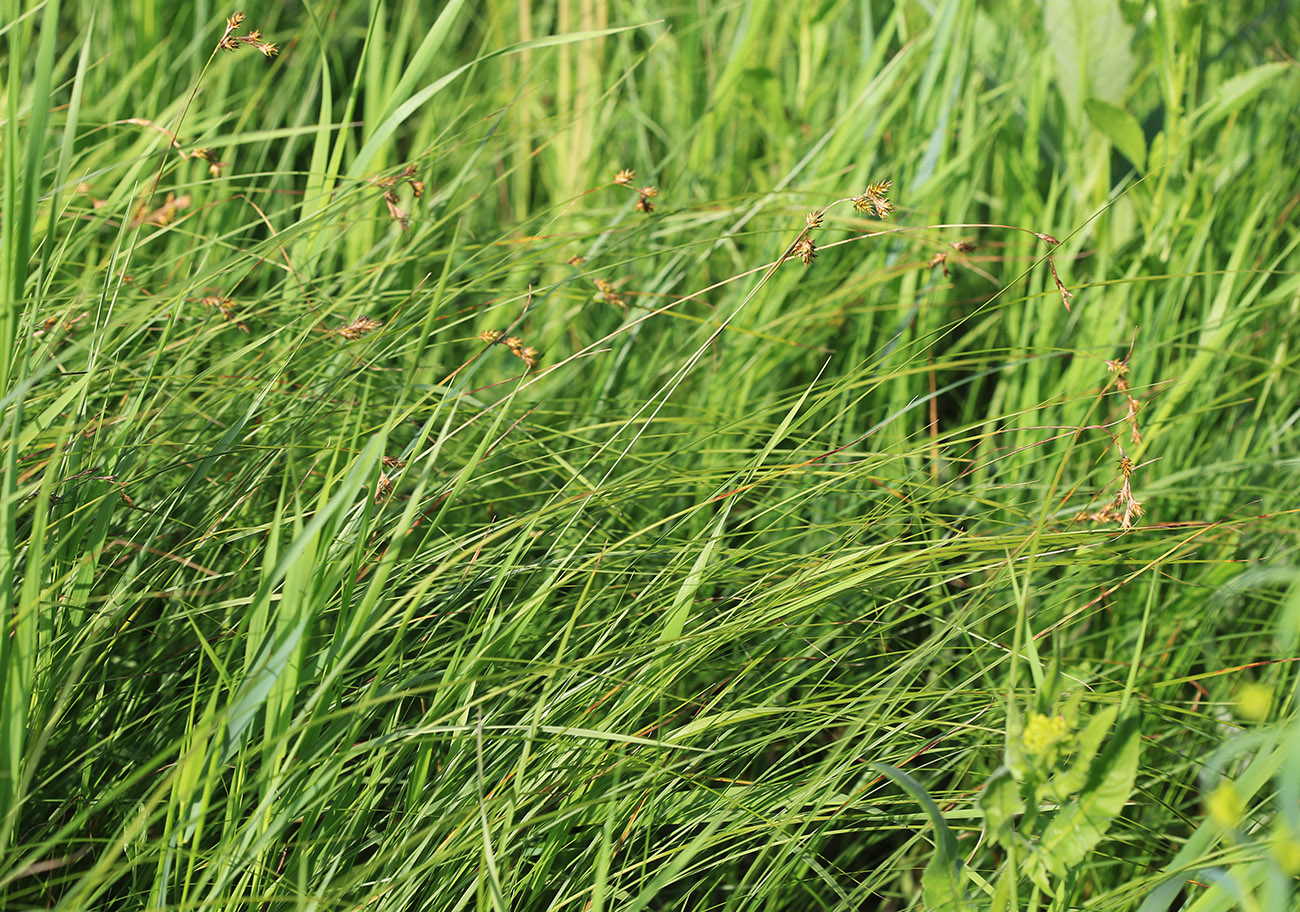 Image of Carex diplasiocarpa specimen.