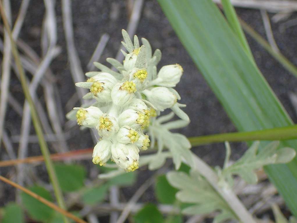 Изображение особи Artemisia stelleriana.