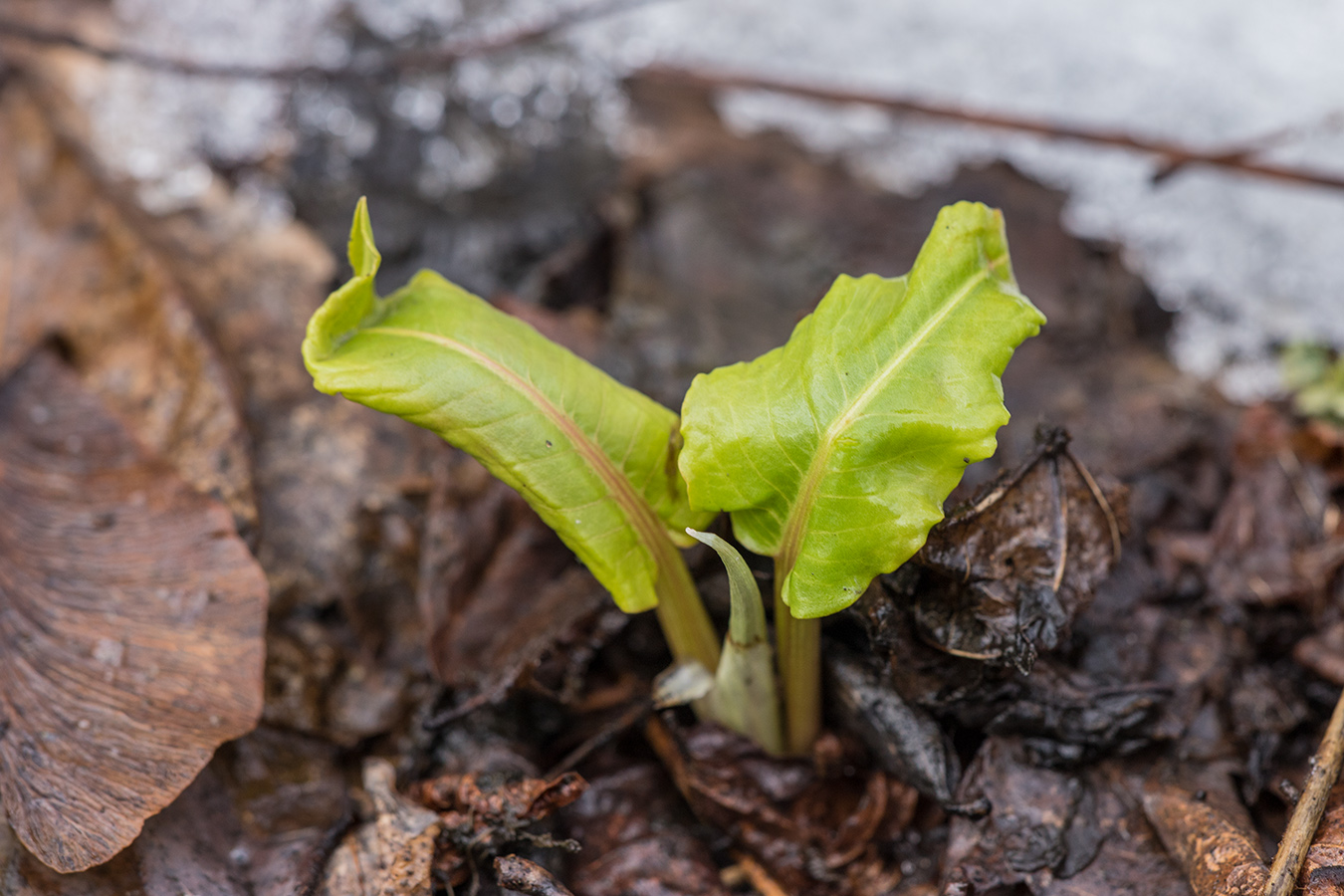 Изображение особи род Rumex.