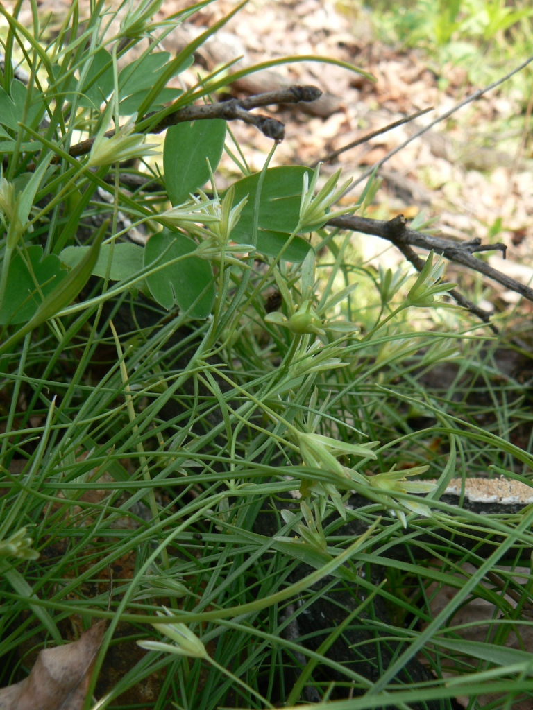 Image of Gagea terraccianoana specimen.