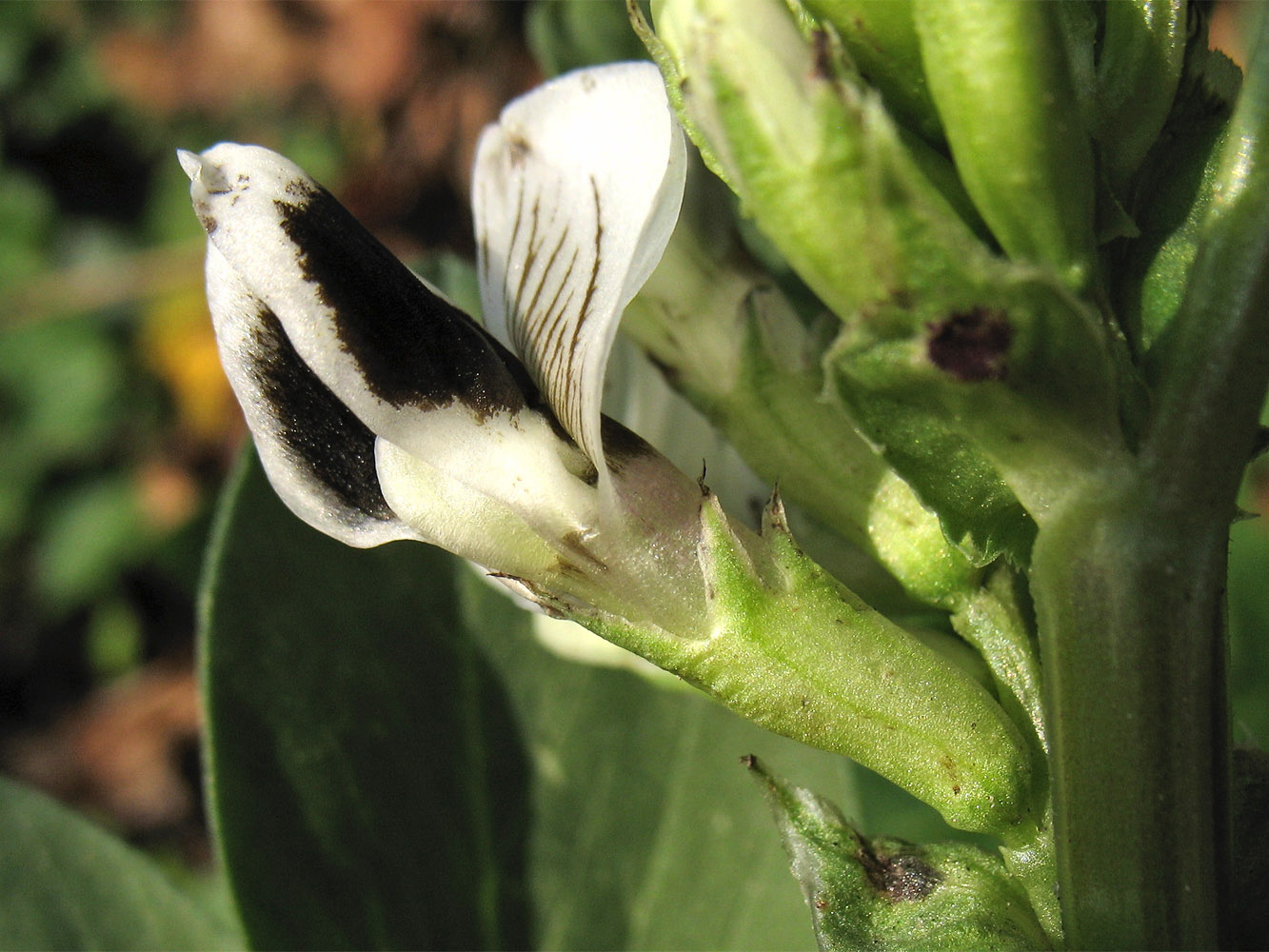 Изображение особи Vicia faba.