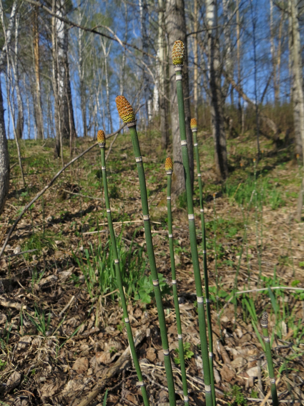 Изображение особи Equisetum hyemale.