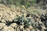 Matthiola odoratissima