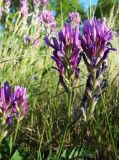 Astragalus onobrychis