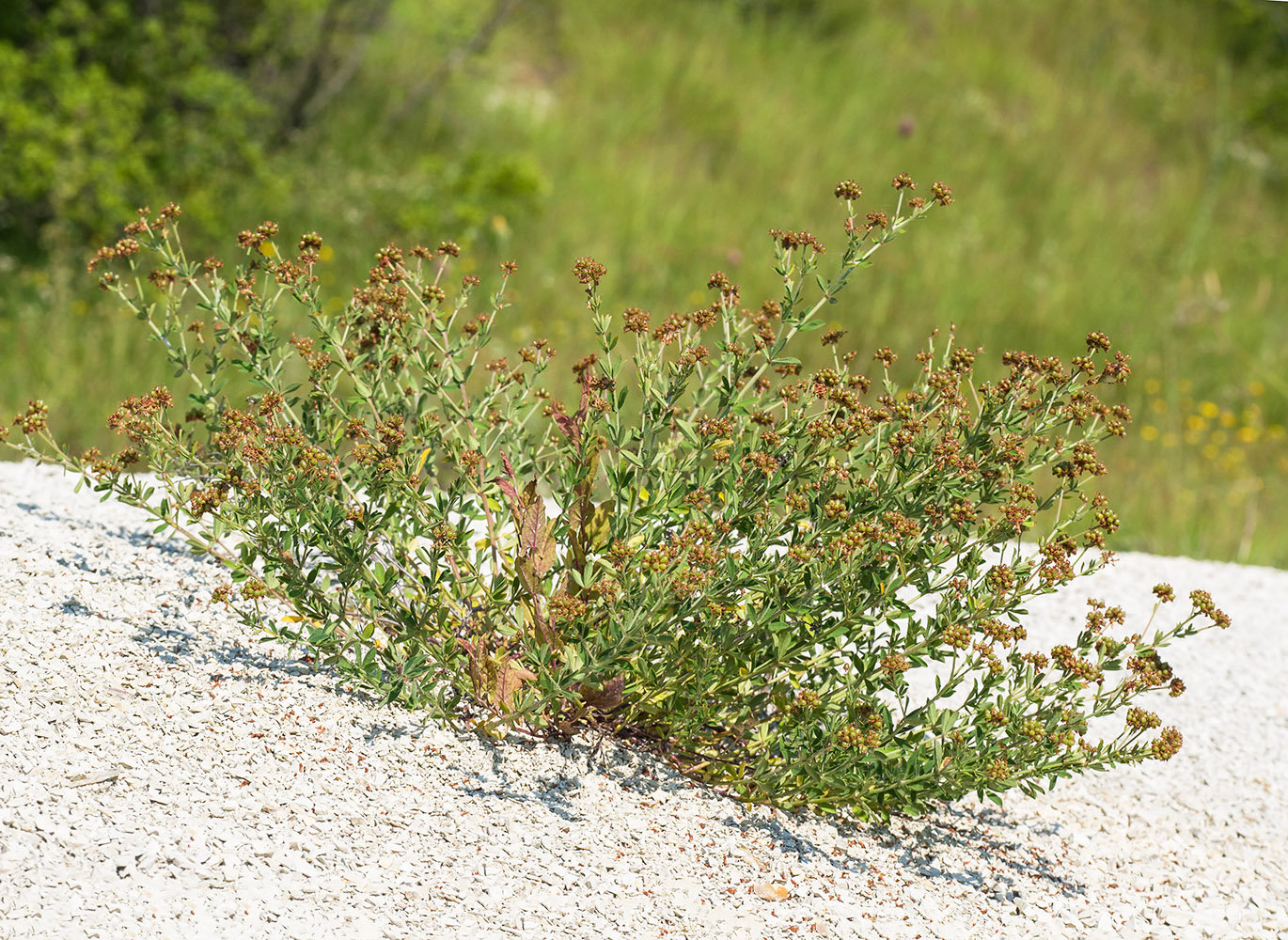 Изображение особи Dorycnium herbaceum.