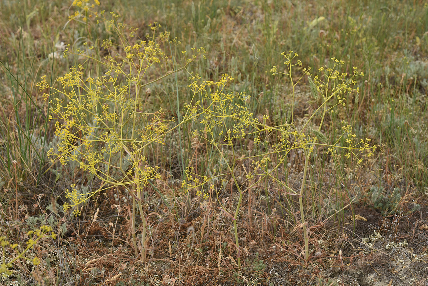 Изображение особи Ferula caspica.