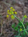 Pastinaca sylvestris. Верхушка побега с соцветием. Приморье, окр. г. Находка, бухта Прозрачная, подножие каменистого склона. 28.07.2021.