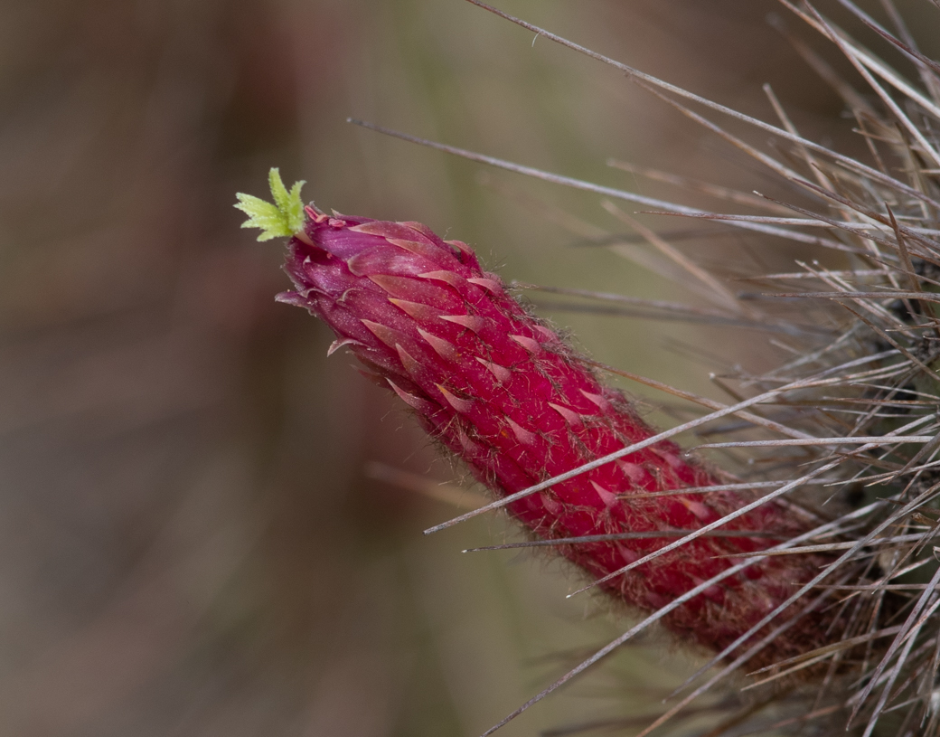 Изображение особи Cleistocactus baumannii.