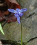 genus Scilla. Форма цветка с отогнутыми назад наружными долями. Азербайджан, Гахский р-н, с. Илису. 19.04.2010.