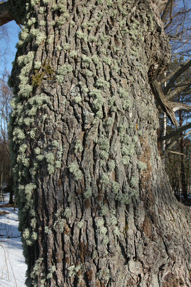 Изображение особи род Ramalina.