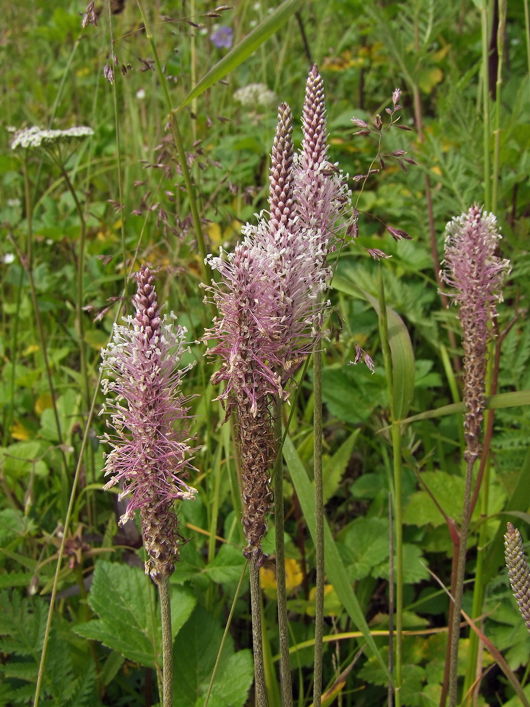 Изображение особи Plantago urvillei.