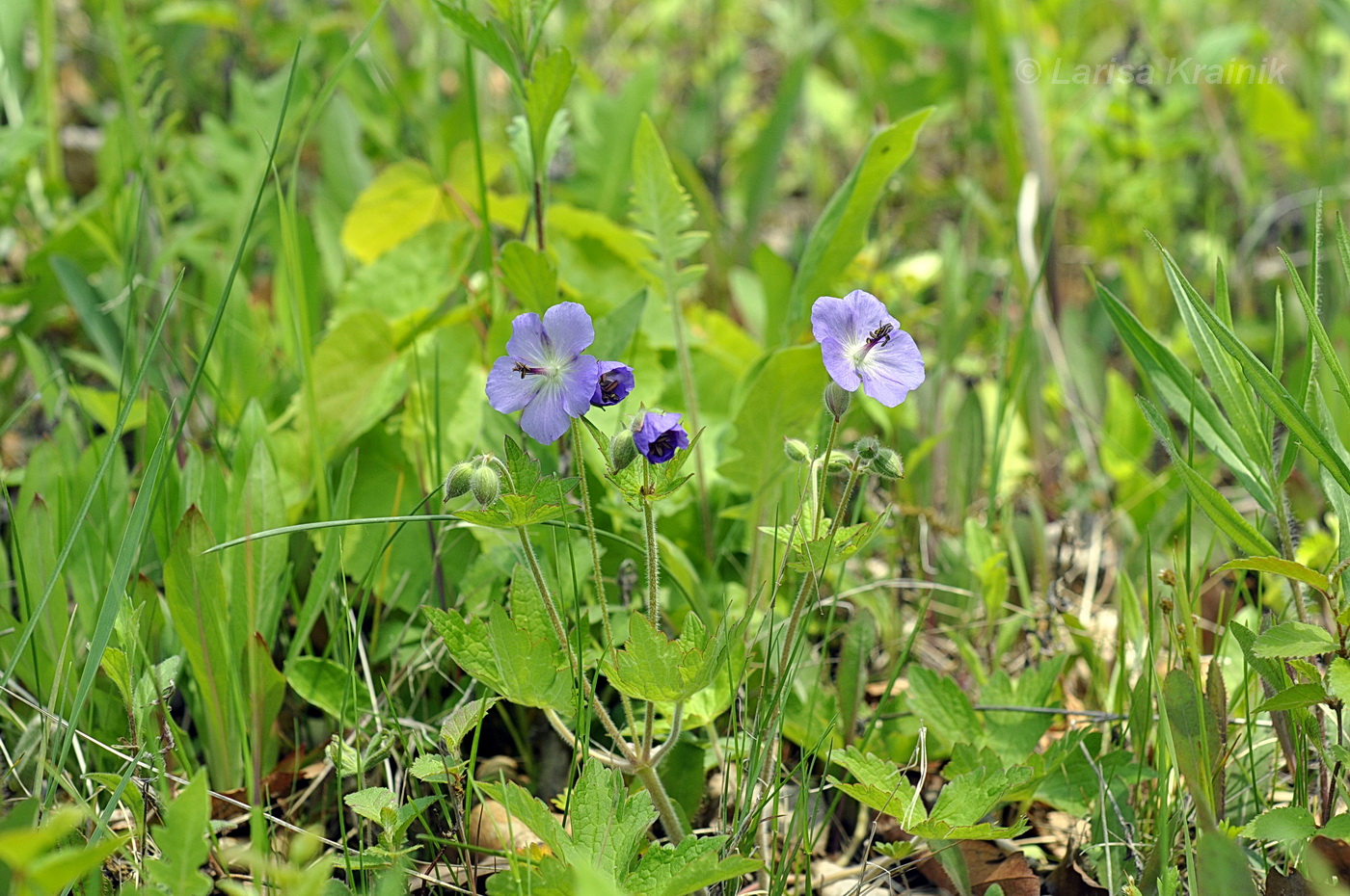 Изображение особи Geranium platyanthum.