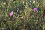 Cistus tauricus