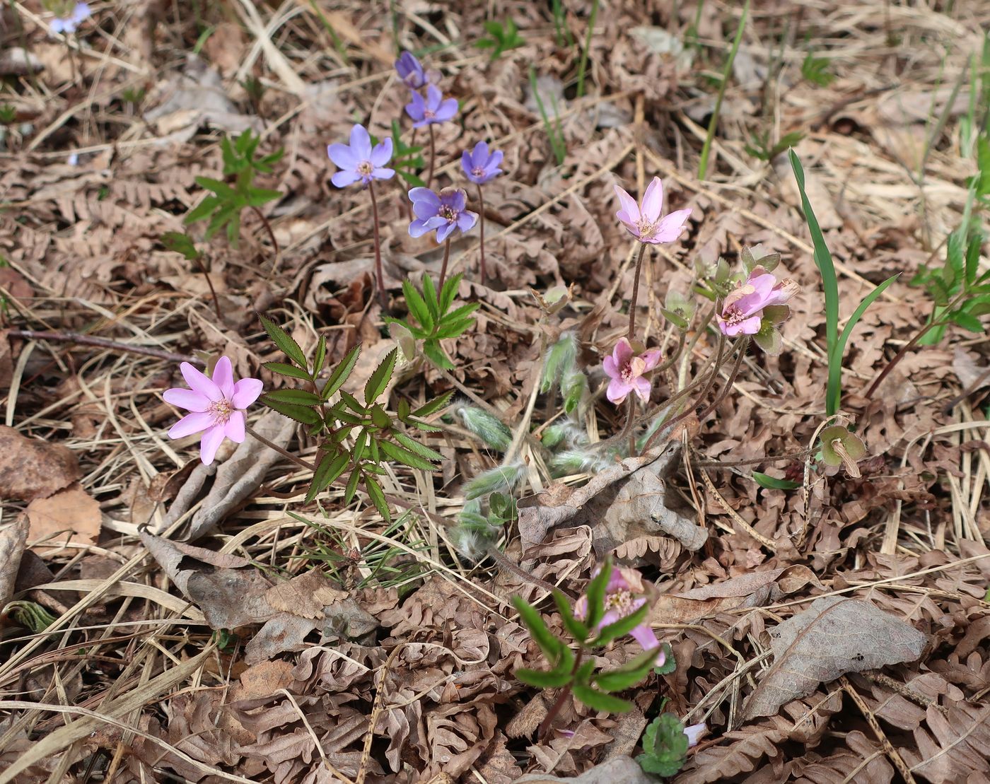 Image of Hepatica nobilis specimen.